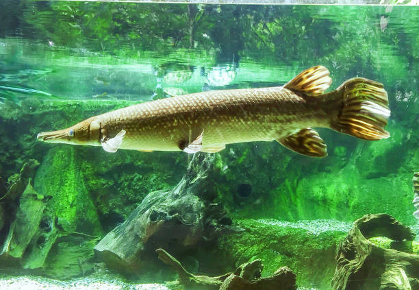 Sturgeon underwater in aquarium