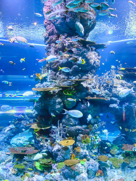 Saltwater Aquarium With Rock, Coral Reef And Ornamental Fish.