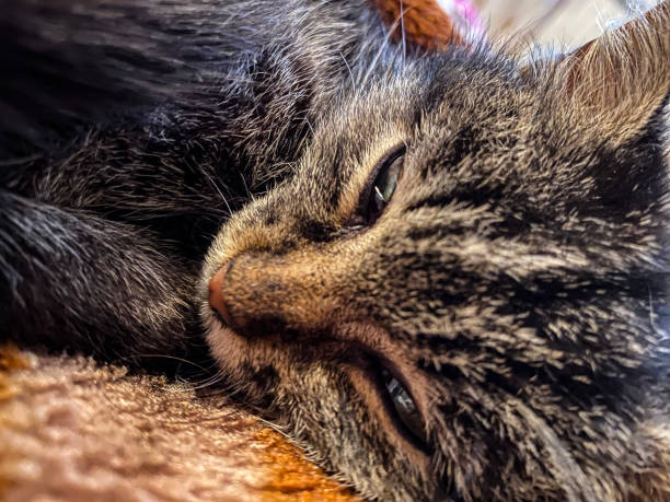 A sleepy little and cute cat. High-quality photo