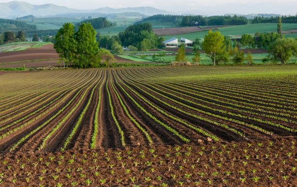 istock Biei's farmland that delights viewers 2158942130