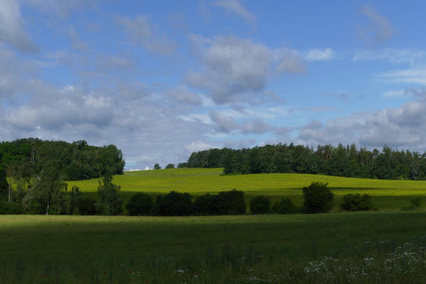 Sunny green grass landscape view