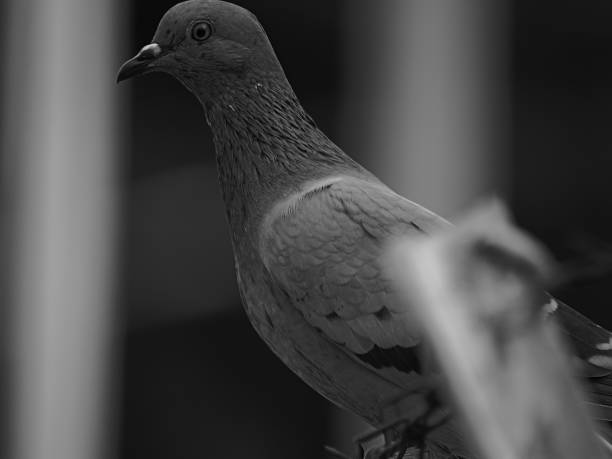 istock close up of a pigeon 2158943406