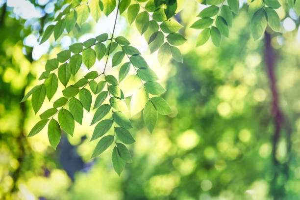 istock Green leaves background. Selective and soft focus. Copy space. 2158943491