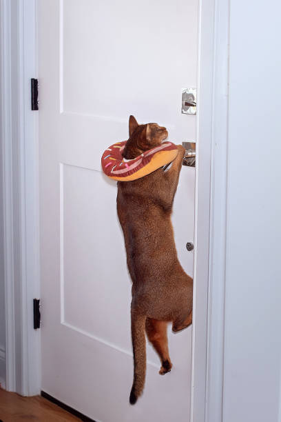 istock Abyssinian Cat Trying to Open the Door 2158943971