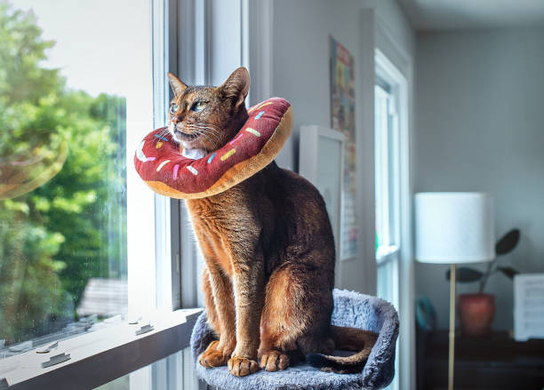 The Abyssinian cat of brown color proudly sits on a cat tree near a window overlooking city greenery. Her plush donut-shaped collar, protecting her from itching due to allergies on her head, eyes, and ears, is reflected in the window glass. The cozy living room setting includes decor elements such as a floor lamp, flower vase, piano, and sheet music in the background.