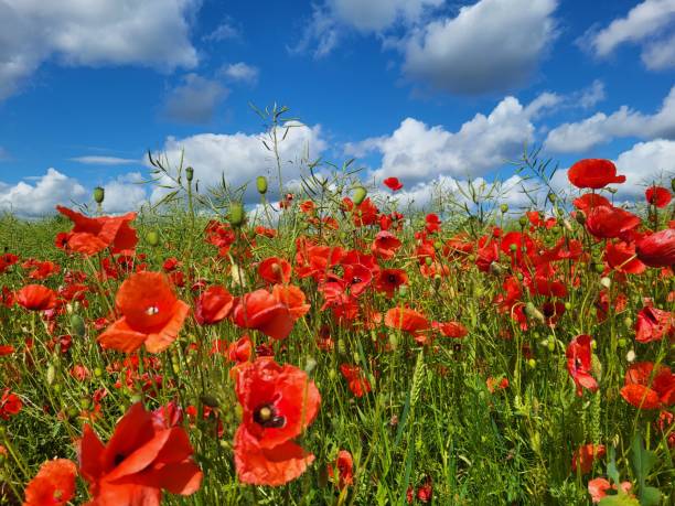 istock Red poppies in the field, sunny summer day 2158944735
