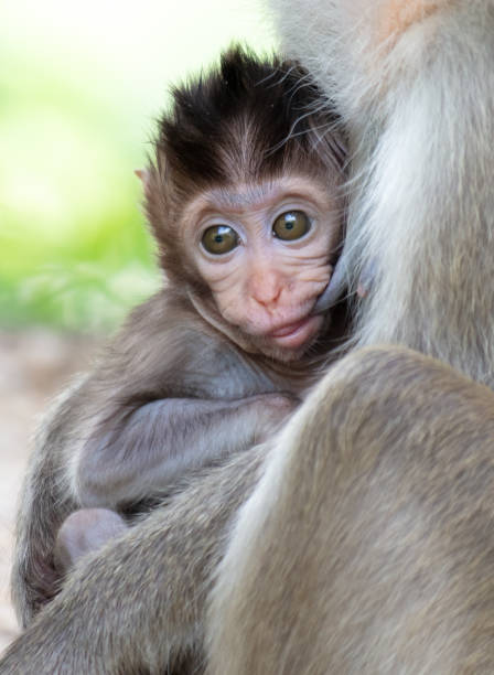 istock Monkey with baby in tropical park 2158944931