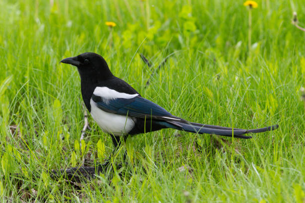 This handsome bird, a Black-billed Magpie, was photographed at Cheney Lake, Anchorage, Alaska.