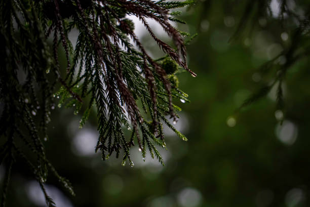 istock Pine tree after a morning rain in the woodland 2158946276
