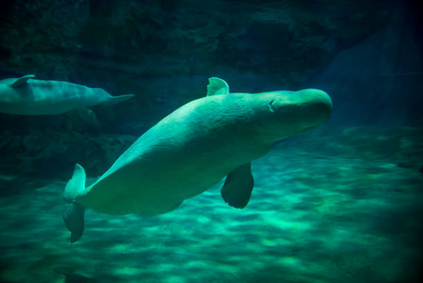 Beluga whale swimming underwater