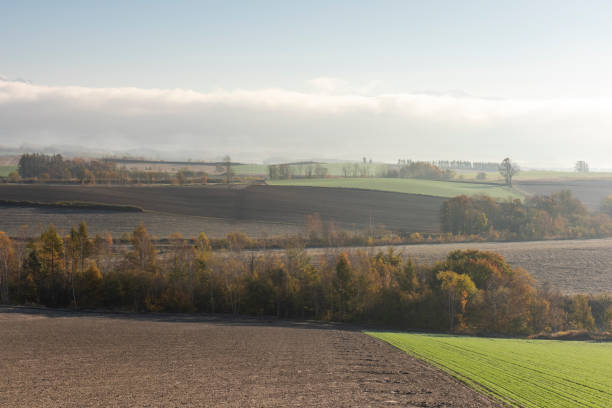 Morning mist landscape