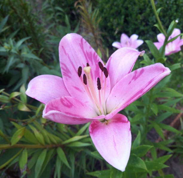 istock Beatiful pink lily flower plant is summer 2158949474