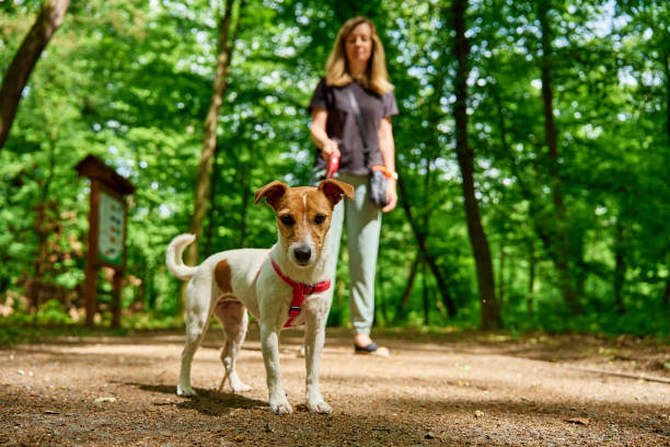 istock Woman Walking Dog in Park 2158949527