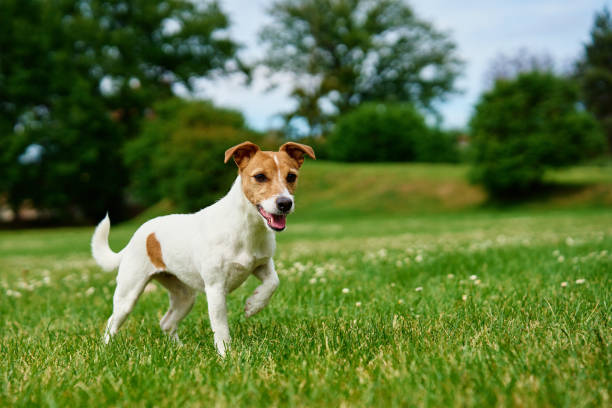 istock Happy Dog on Green Grass 2158949577