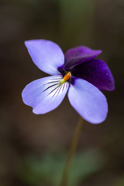 This beautiful Birds Foot Violet is the striking variation with two purple petals. It was photographed in the Cherokee Prairie in Northwestern Arkansas in early Spring.