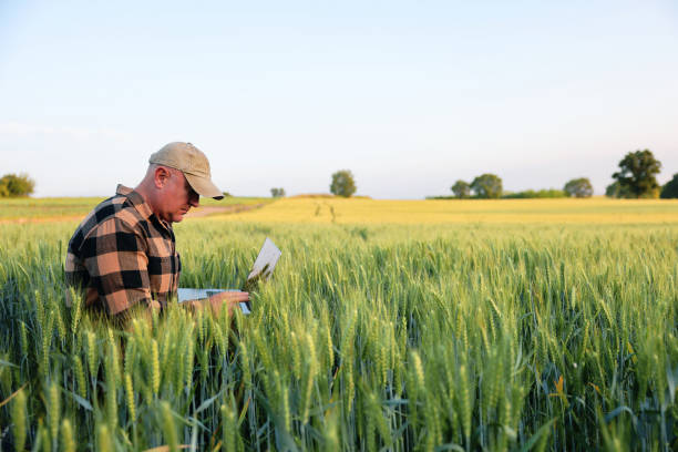 istock Farmer working with laptop on wheat field. 2158950812