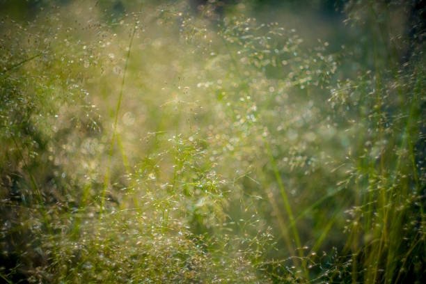 istock Natural scene of dew-covered grass and plants. 2158952513