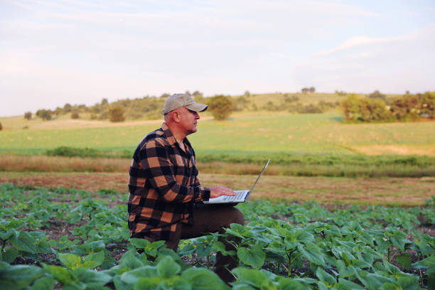 istock Farmer with laptop examining sunflower seedlings in a field 2158954034