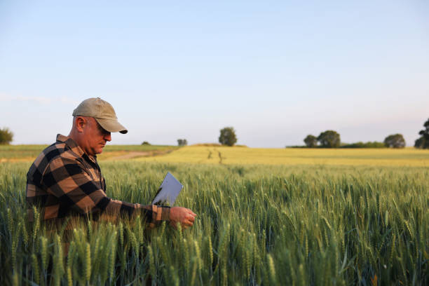 istock Farmer working with laptop on wheat field. 2158954451