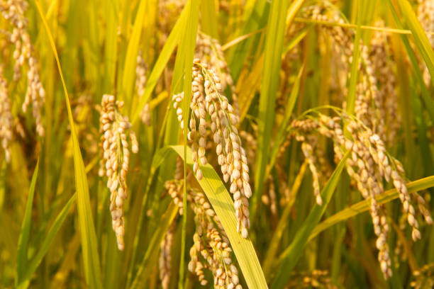 istock ripe rice plants in the field 2158954543