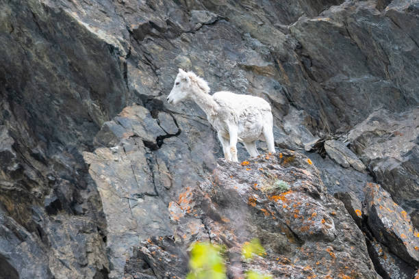 These Dall Sheep were photographed on a cliff above the highway to Whittier, Alaska. They are shedding their Winter coat.