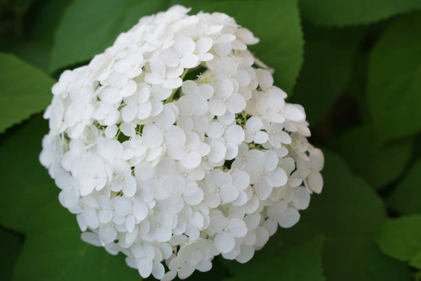 istock Beautiful hydrangea flowers photographed outdoor. 2158955171