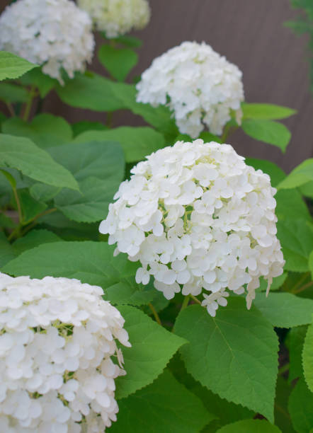 istock Beautiful hydrangea flowers photographed outdoor. 2158955188