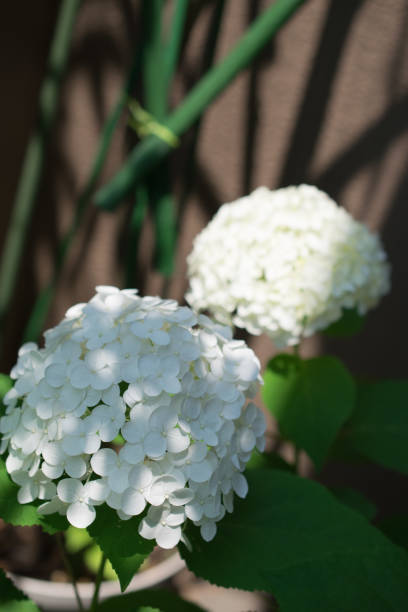 Ethereal white hydrangea. Vintage cinematic still life. Shot on vintage lens with vignette.