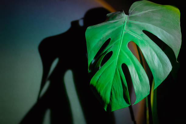 istock Monstera silhouette leaf in dark background and light from sunset aesthetic lamp. Projector yellow light golden hour effect. House plants sustainable environmentally friendly harmonious space at home 2158955399