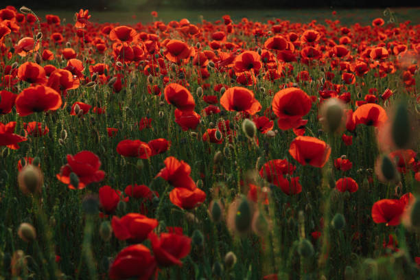 istock Tranquil Poppy Field at Sunset in Brandenburg, Germany 2158956642