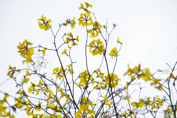 A flowering yellow ipe with blue sky and sunshine in the background. Female hand with a yellow ipe flower.