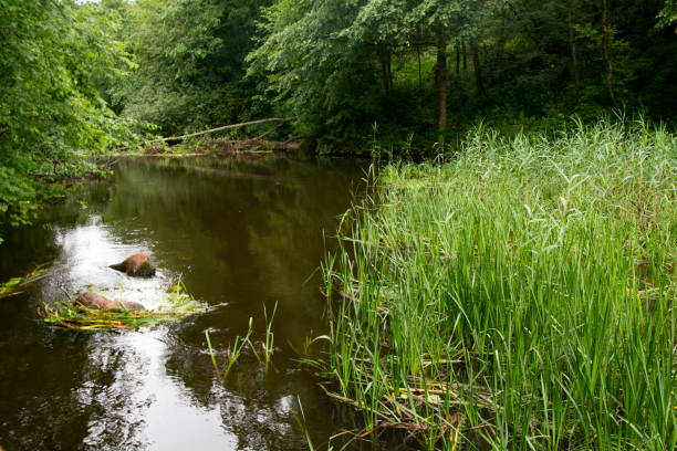 istock river among the forest, Belarusian landscape 2158958288