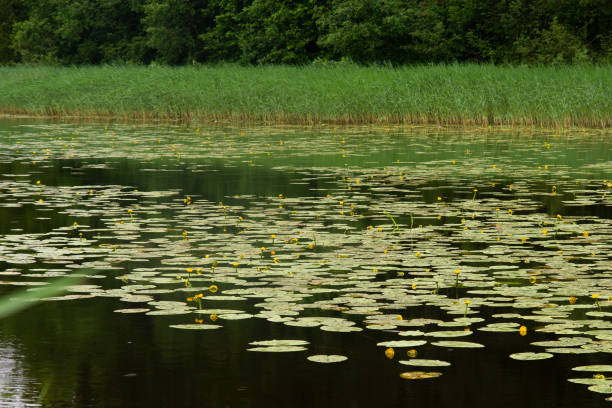 a yellow cup in the lake.