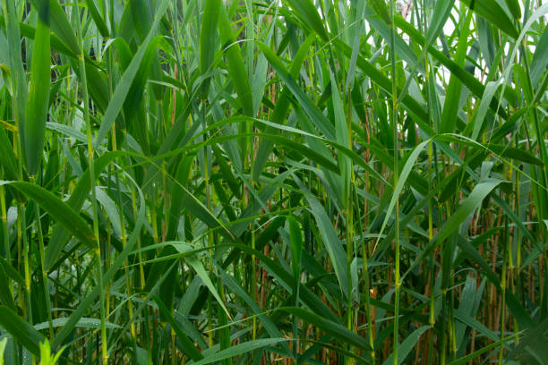 istock Phragmites australis, known as common reed, is broadly distributed wetland grass. 2158958321