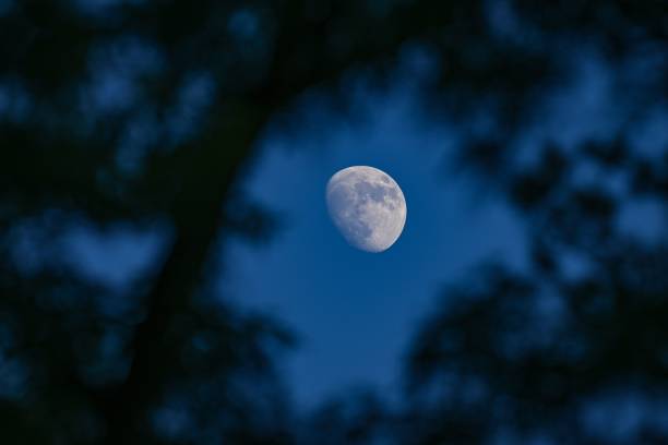 istock Clear view of the moon in a blue sky framed by blurred tree branches. 2158958616