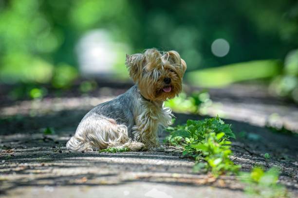istock Cute Yorkshire Terrier sitting on a sunlit pathway in a lush green park 2158958623