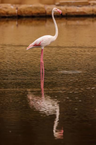 istock Greater Flamingo  Phoenicopterus roseus 2158960460