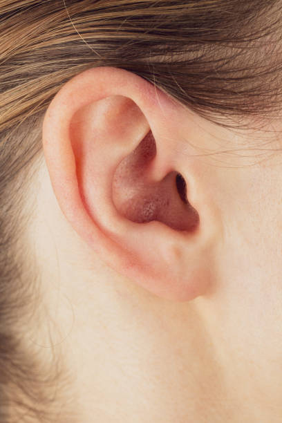 istock Human outer ear, structure of the auricle, external auditory canal, concept of hearing problems, Anatomy of the auricle cartilage tragus antitragus 2158962257