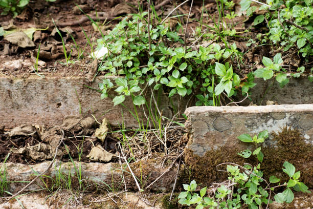 istock typical man made water channel in the canyon gorge  in Menorca 2158962287