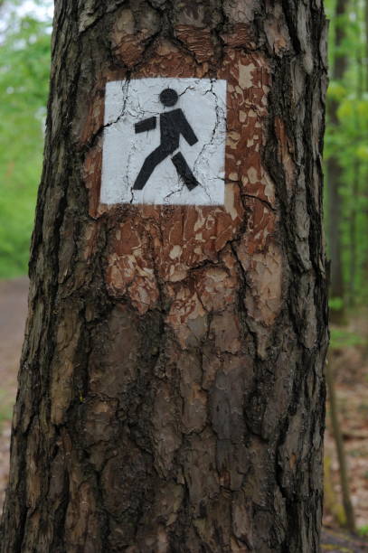 istock Traffic sign on a tree in the forest 2158962376