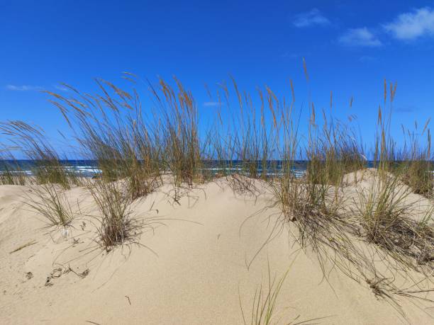 istock Summer time plants grow up on beach sand 2158963502