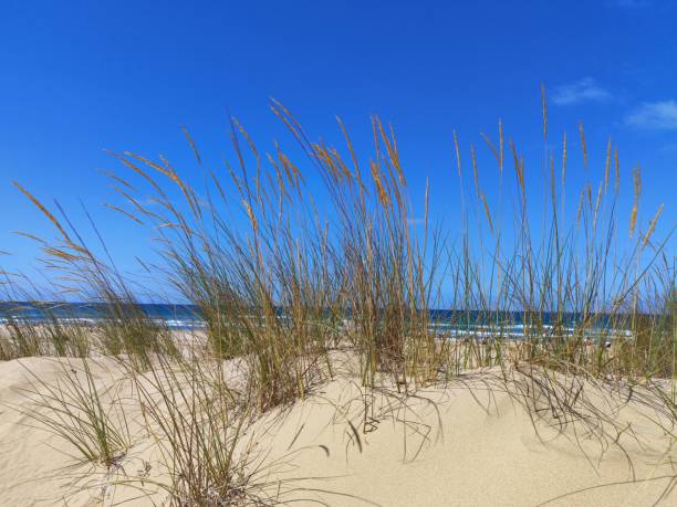 istock Wild ears growing on sand dunes on the beach on hot summer days 2158963625