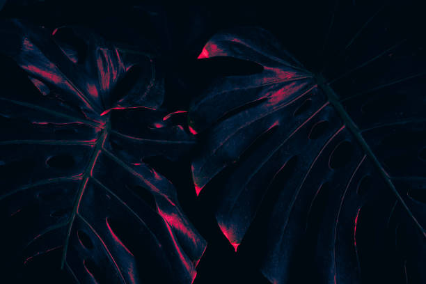 istock tropical philodendron leaf background, glow in the dark color toned 2158964321