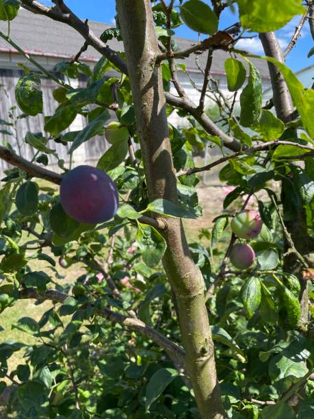 plum plantation in the countryside