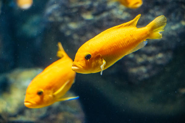 Two yellow fish in aquarium.