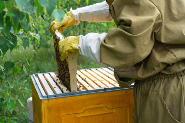 istock A beekeeper, a woman in a protective suit against bee stings, holds a frame with honey from a bee hive in her hands. Beekeeping, care of the hive 2158966495