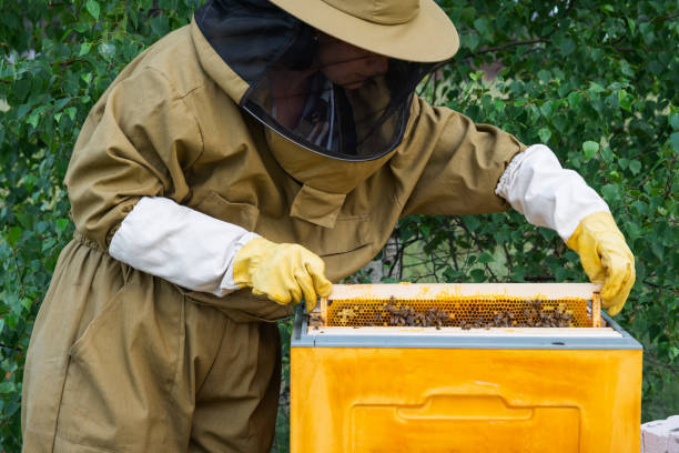 istock A beekeeper, a woman in a protective suit against bee stings, holds a frame with honey from a bee hive in her hands. Beekeeping, care of the hive 2158966507