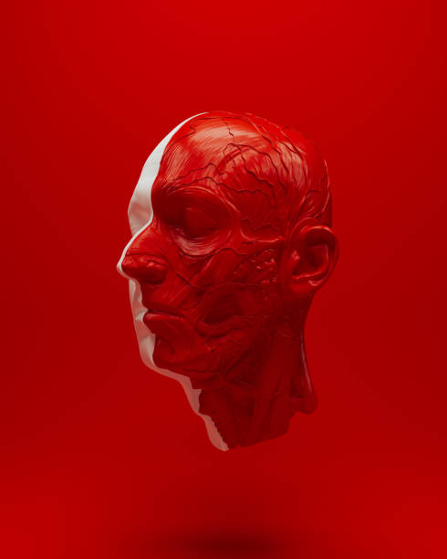 Red white anatomical head ecorche science biology cover 3d object red background quarter view 3d illustration render digital rendering