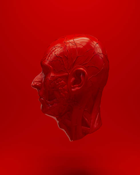Red white anatomical head ecorche science biology cover 3d object red background side view 3d illustration render digital rendering