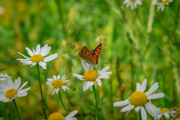 Flower and insect background material